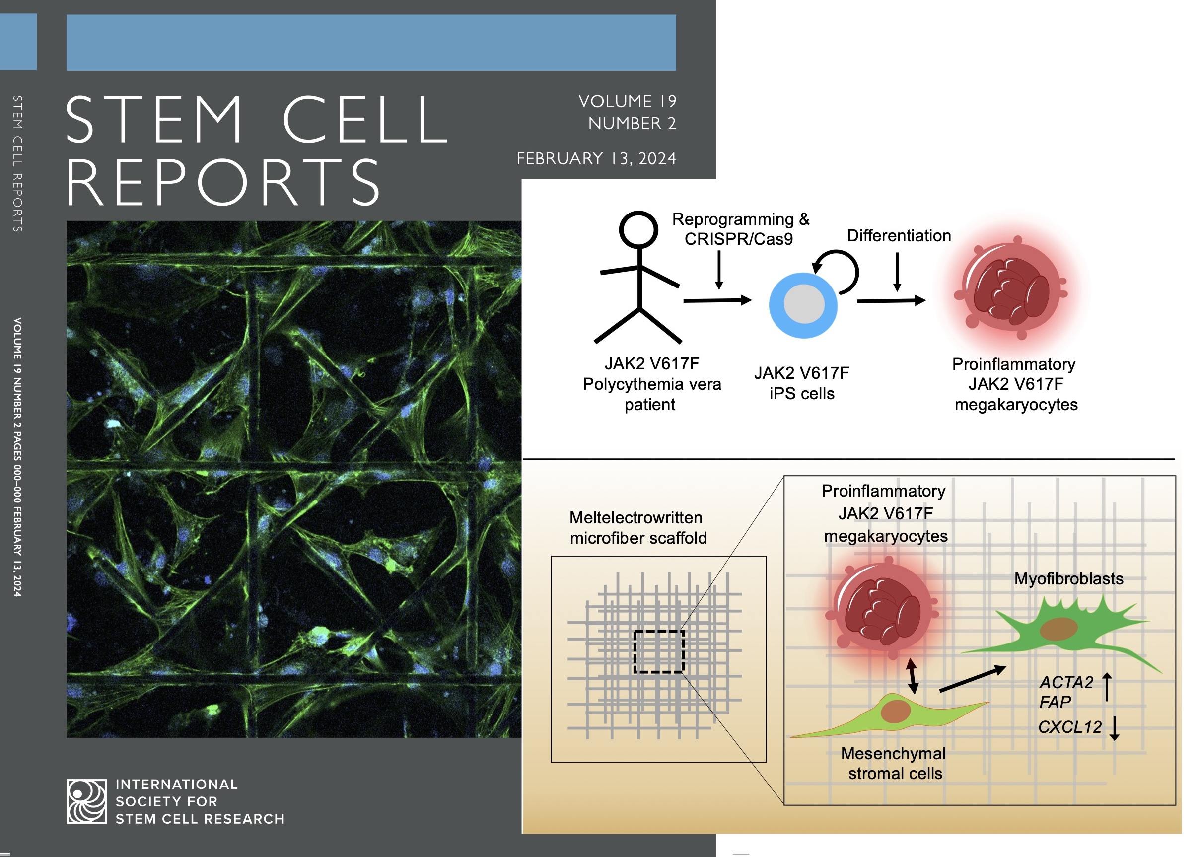 Our paper by Flosdorf et al. on cover of Stem Cell Reports